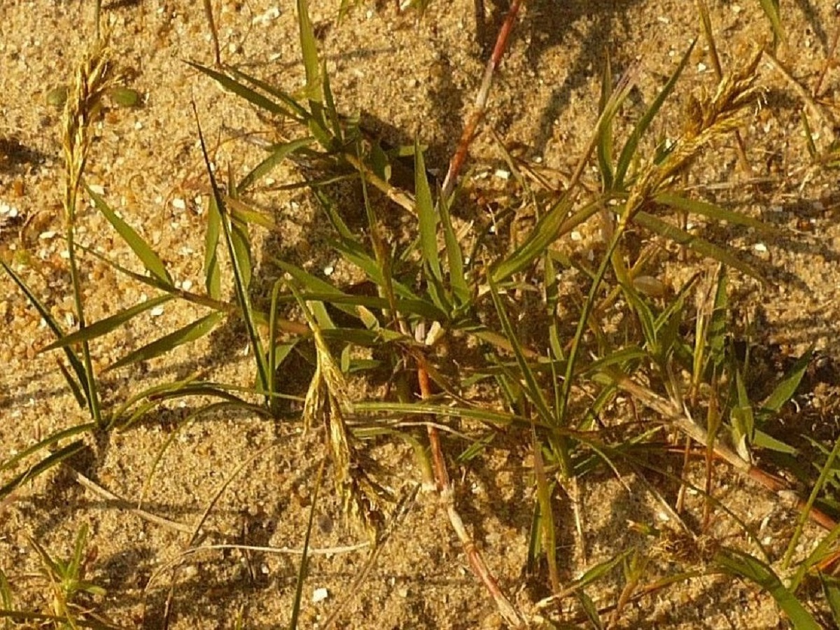 Carex arenaria (Cyperaceae)